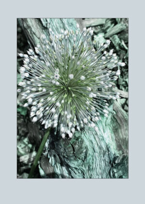 Allium - det elegante prydløg!