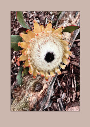 Protea - den smukkeste blomst