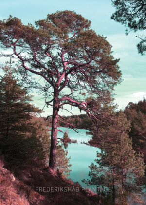 Frederikshåb Plantage