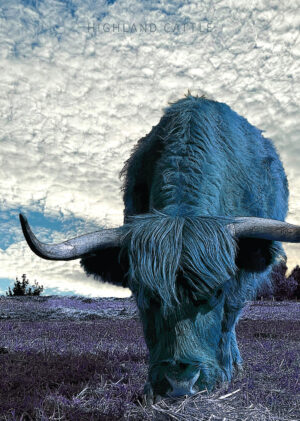 Blue Highland Cattle
