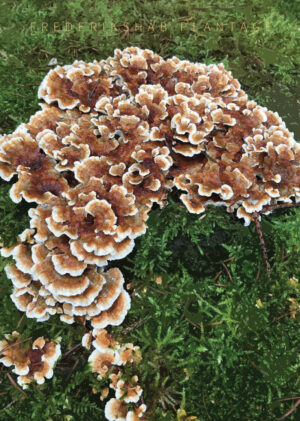 Frederikshåb Plantage