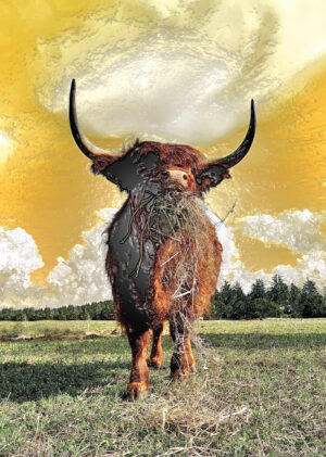 Highland Cattle