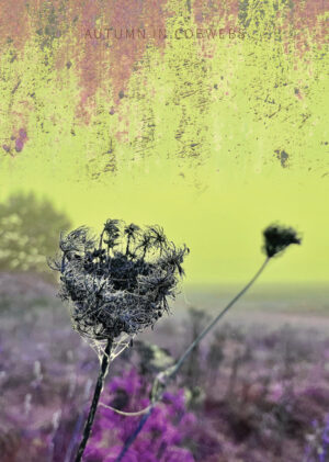 Plante i edderkoppespind