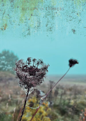 Plante i edderkoppespind