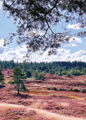 Frederikshåb Plantage