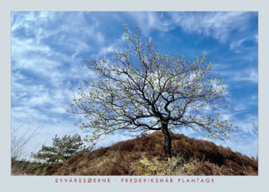 Frederikshåb Plantage "Livets træ"