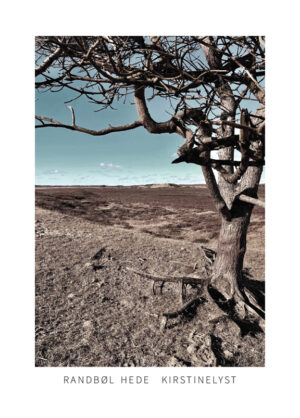 Randbøl Hede - Close Up