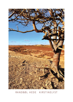 Randbøl Hede - Close Up Color